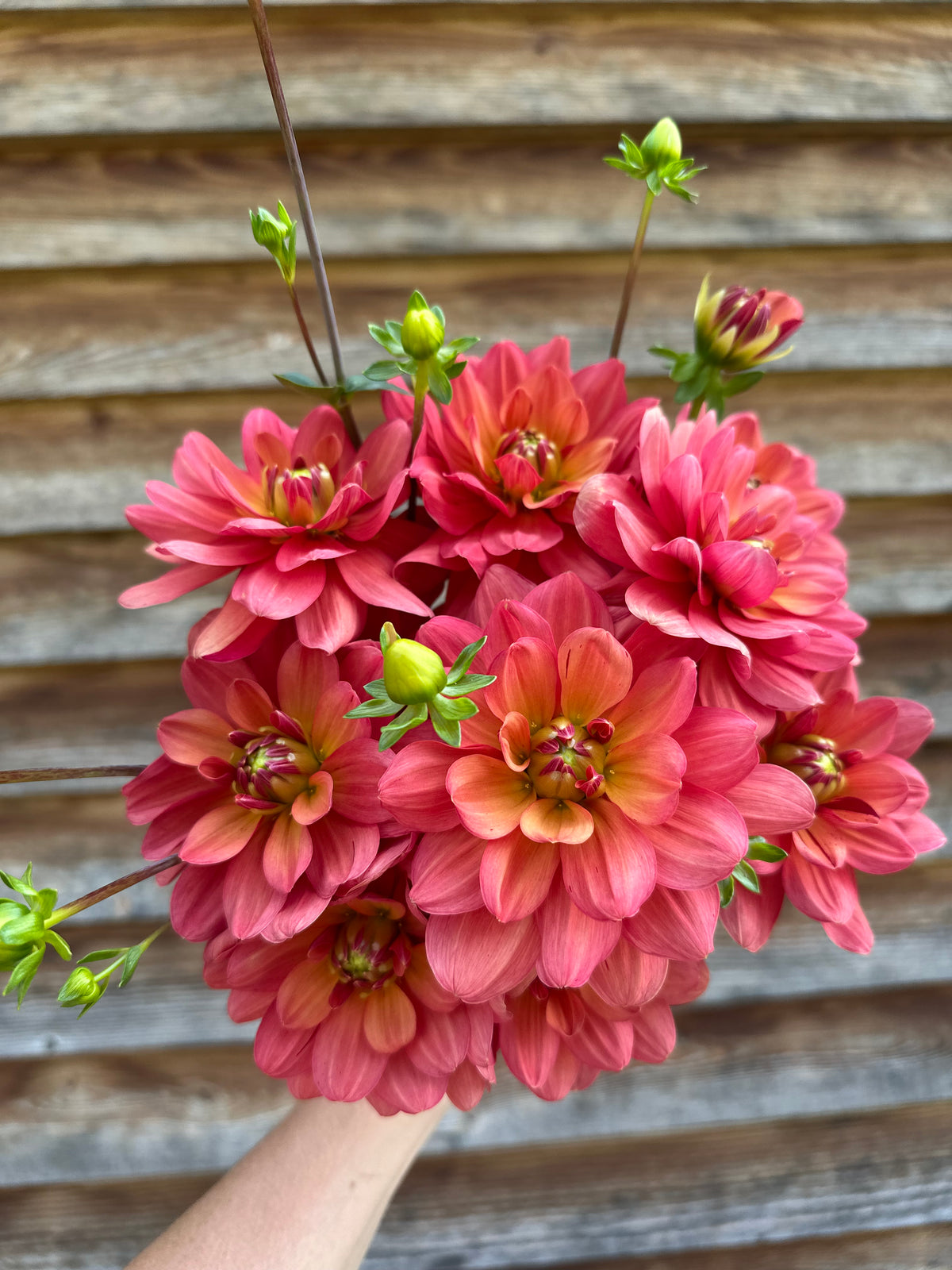 Dahlia Lora Ashley