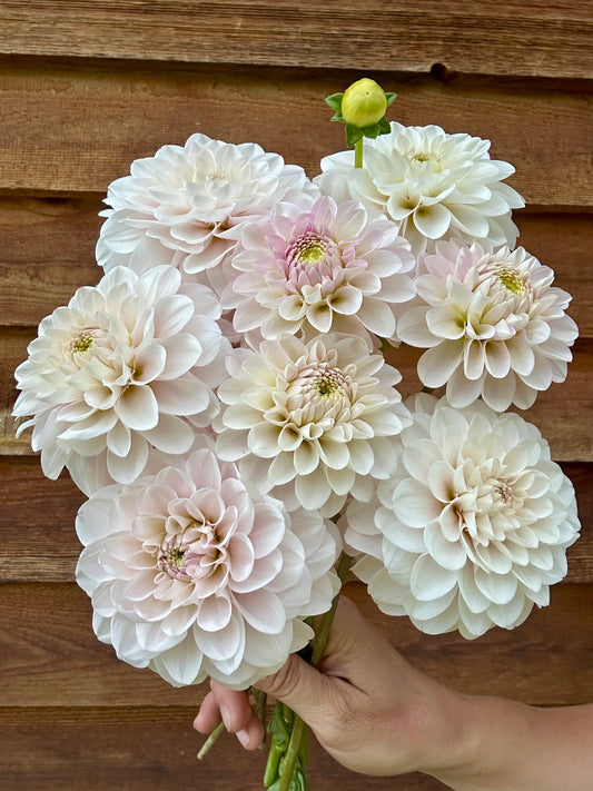 Dahlia Skeena Nana