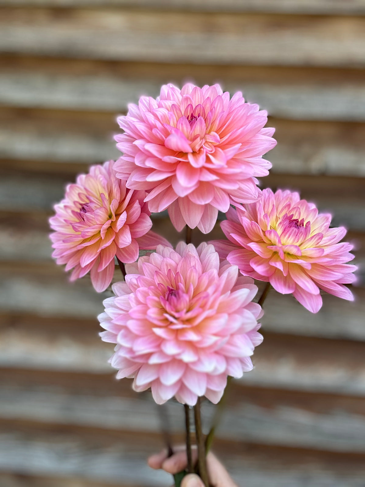 Dahlia Ruthie G