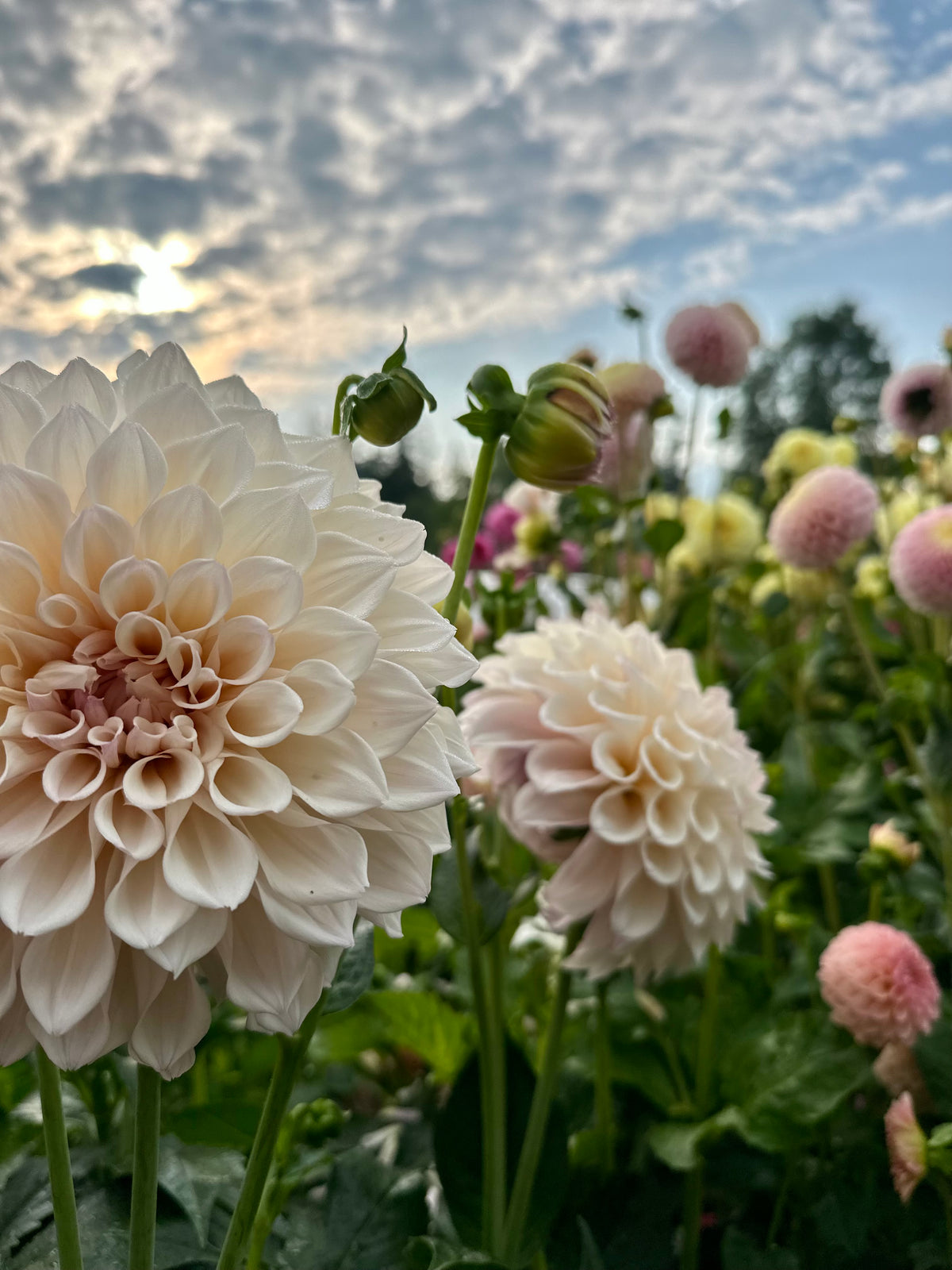 Dahlia SC Pearl