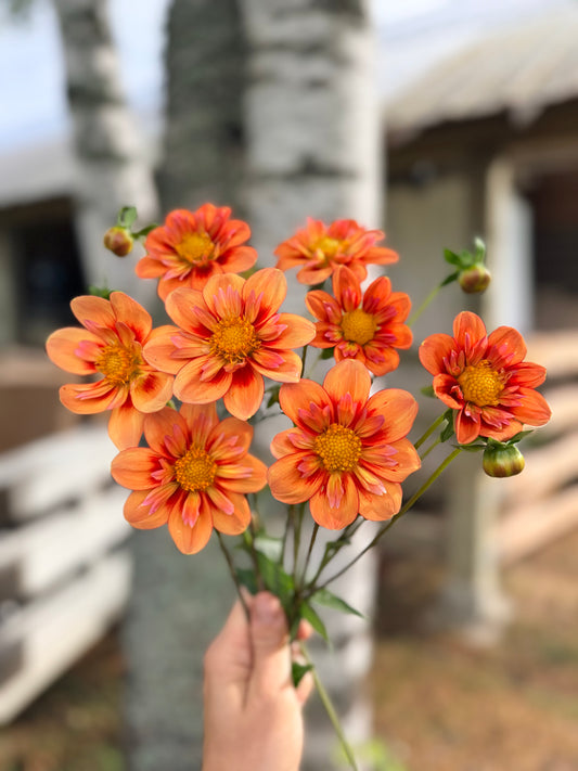 Dahlia Oakridge Sunburst