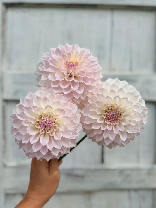 Dahlia Lakeview Premier