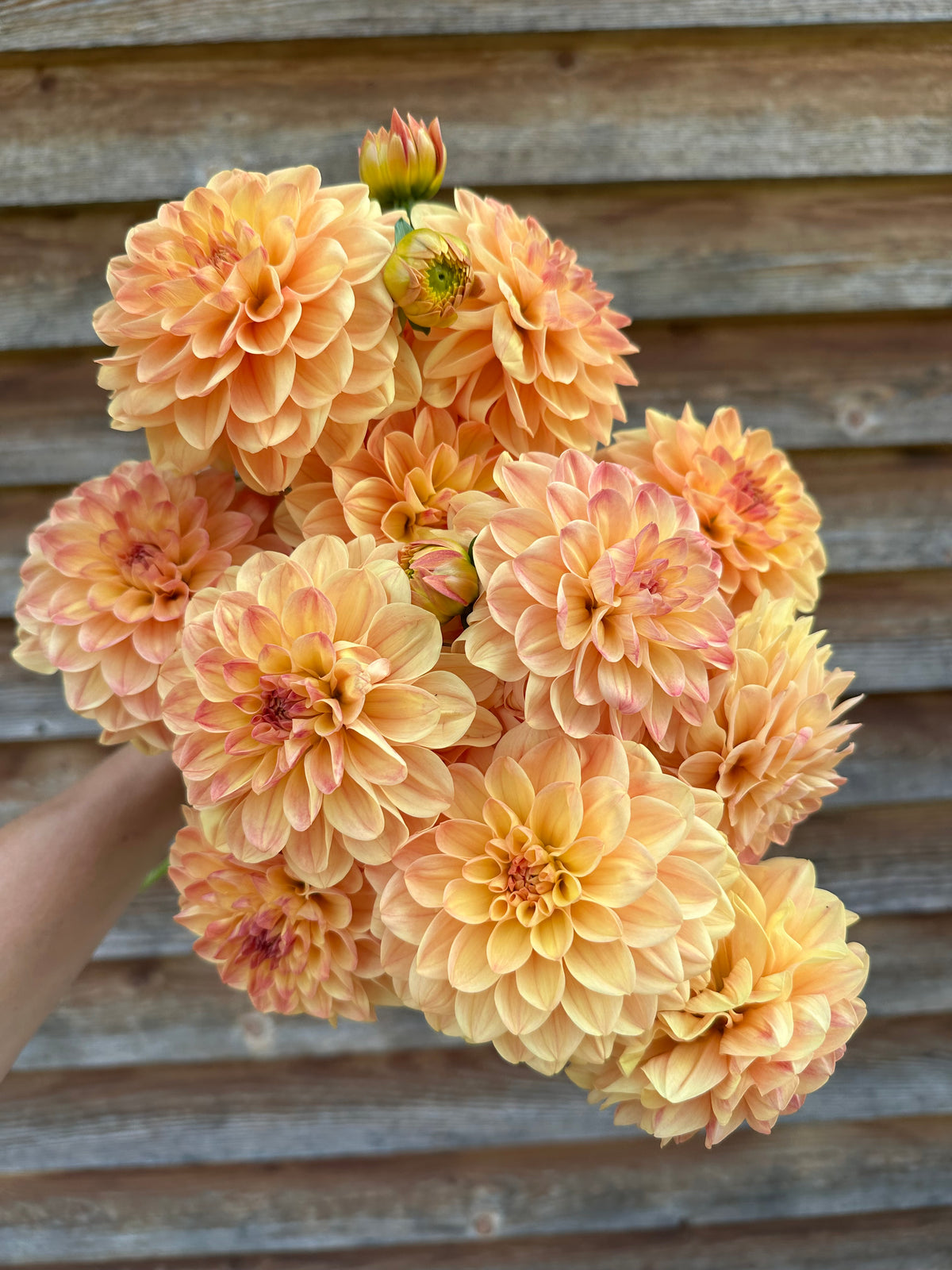 Dahlia Skeena Sugar Pie