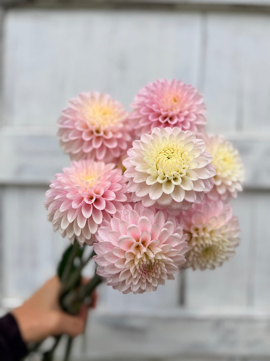 Dahlia CB Snowshadow