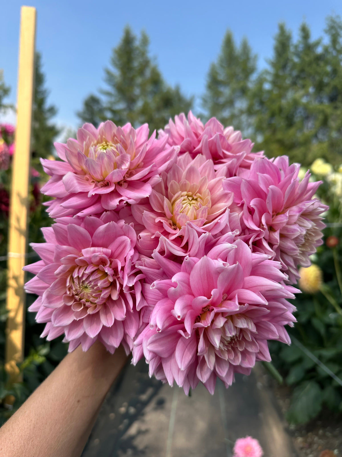Dahlia Miss Sarah
