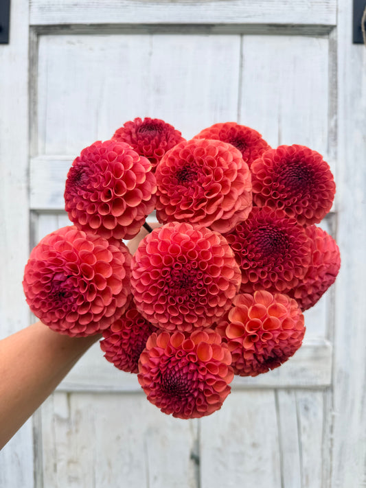 Dahlia Ferncliff Rusty