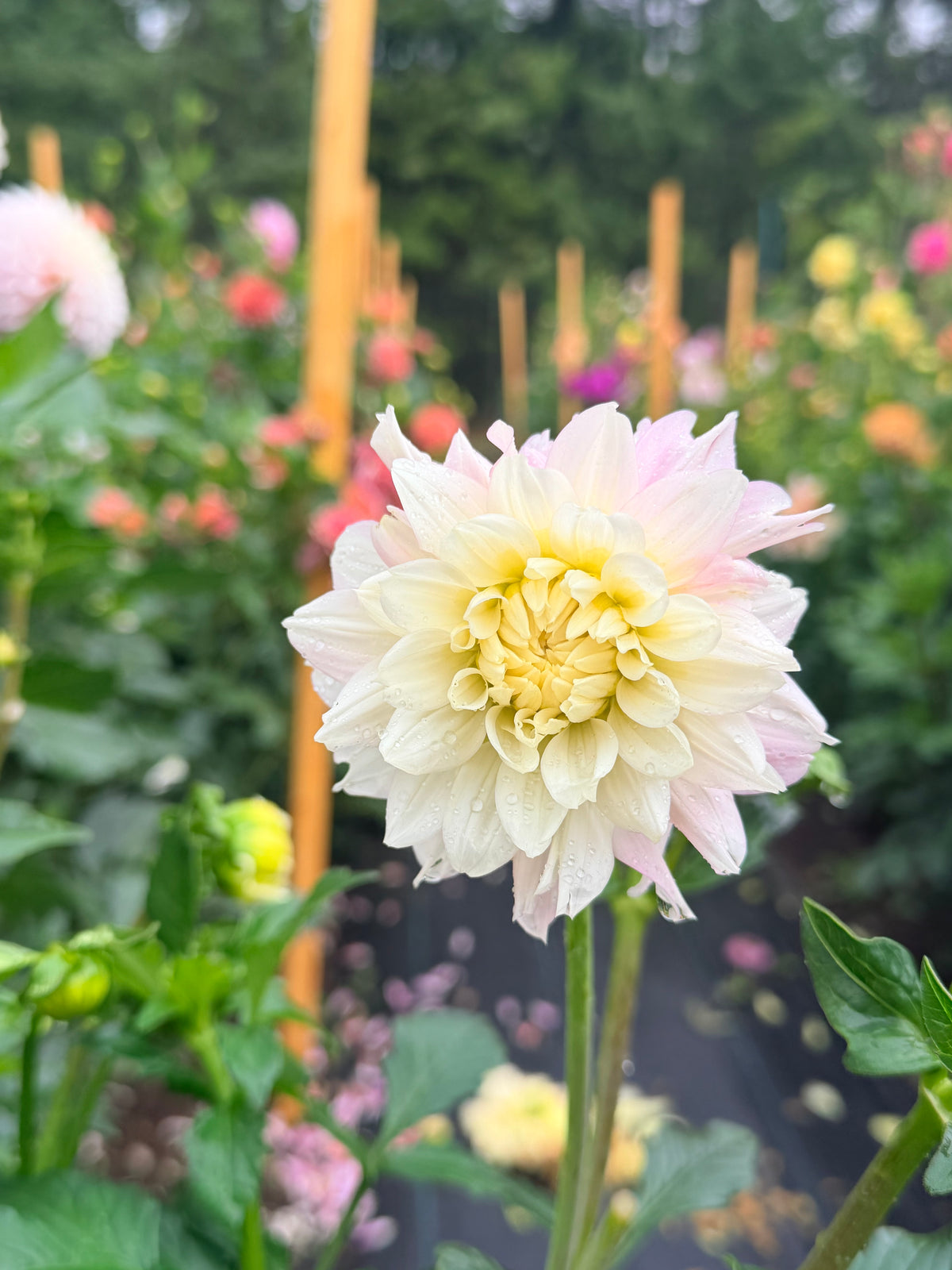 Dahlia Chilson's Pride