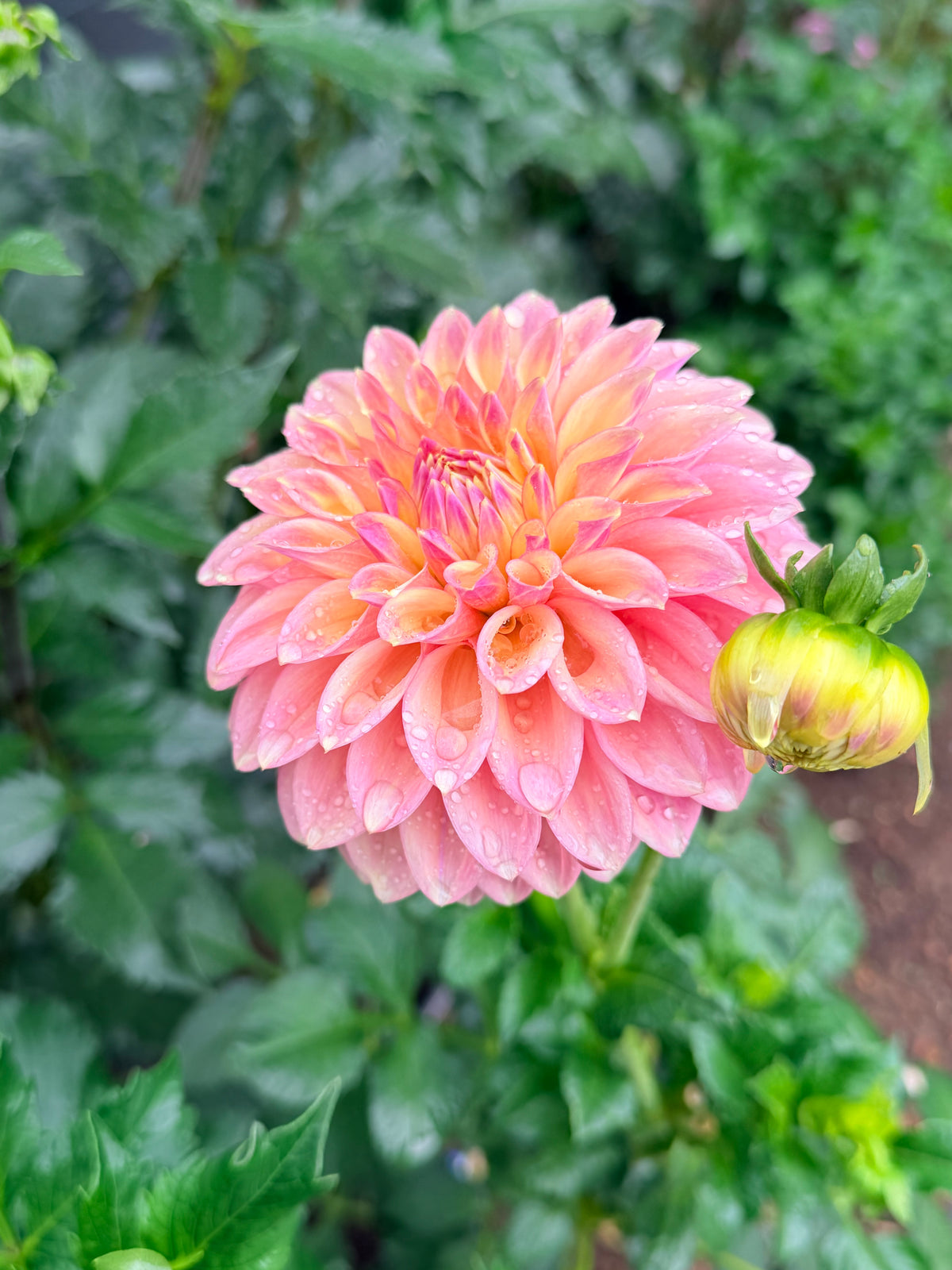 Dahlia Boundary Sophie
