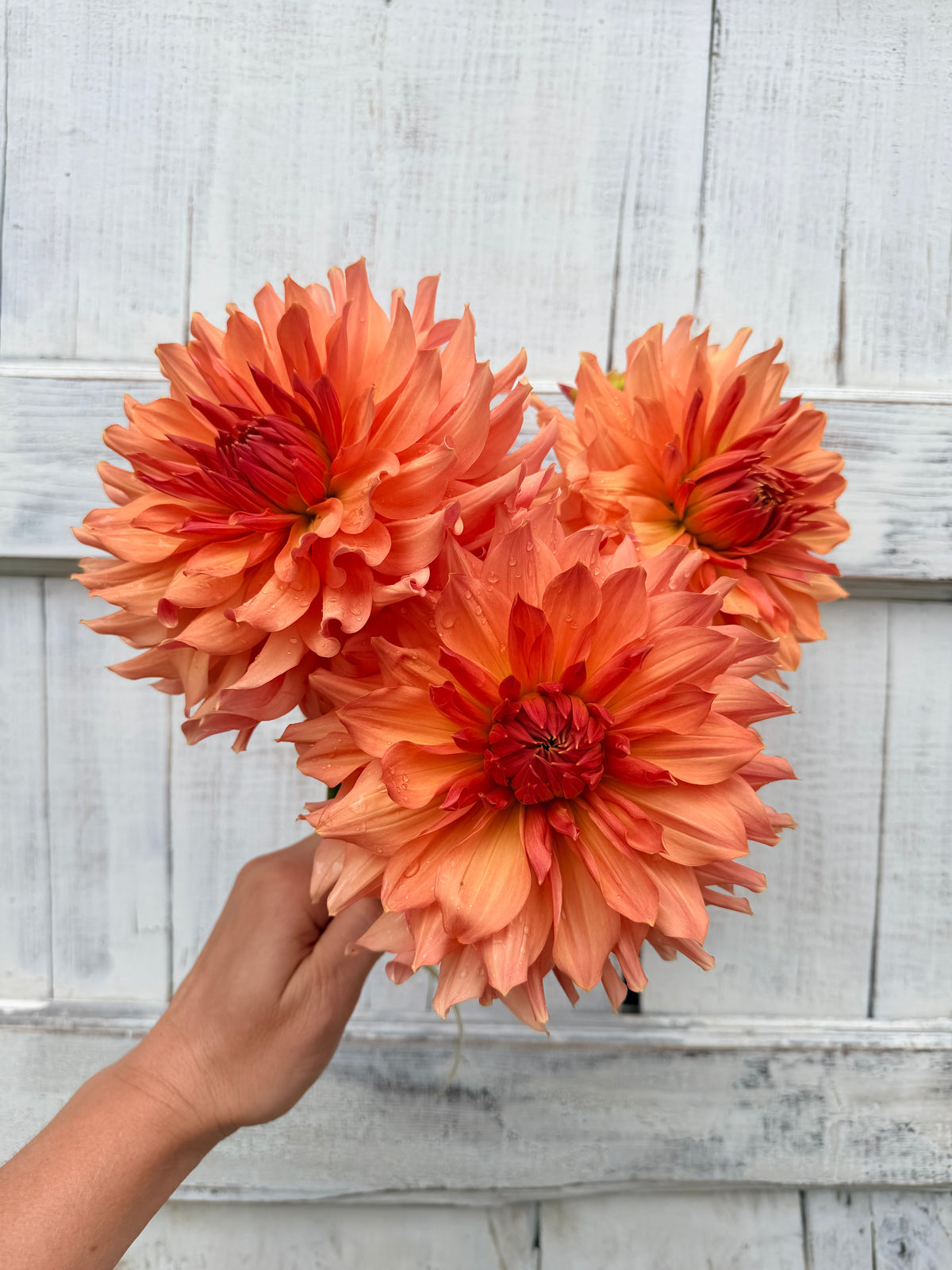Dahlia Peach Bud