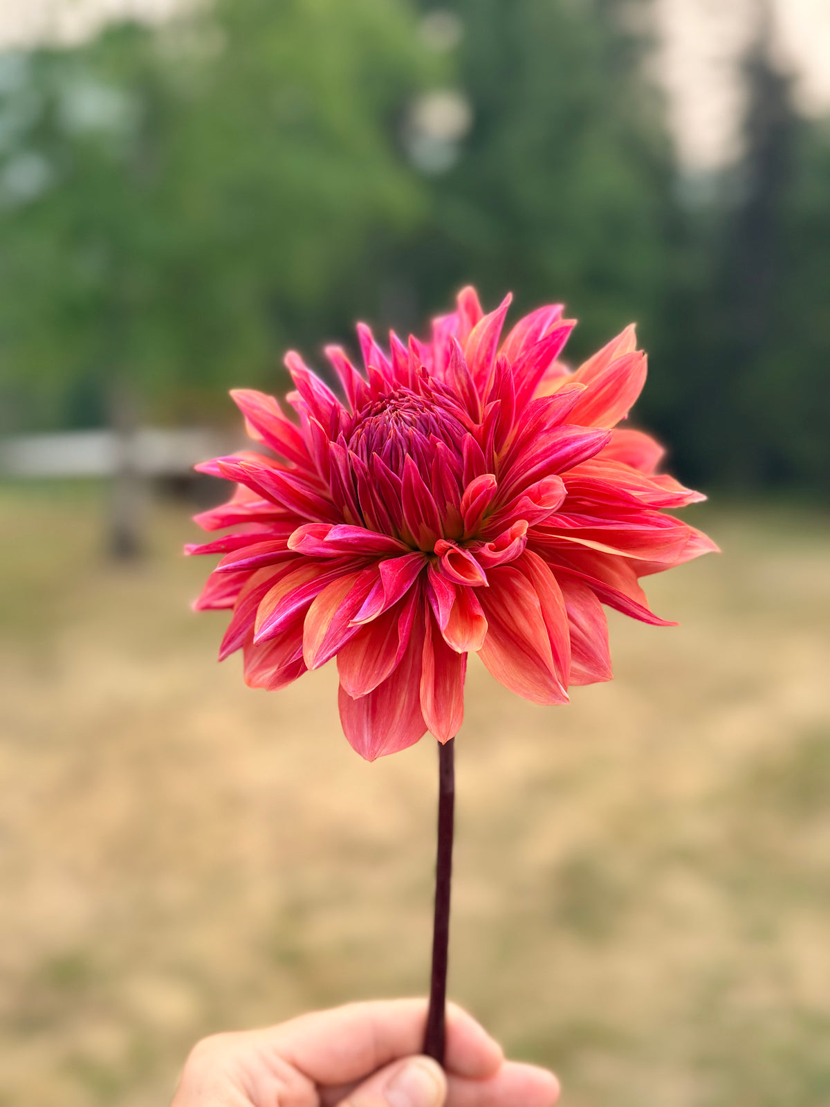 Dahlia Andy's Legacy