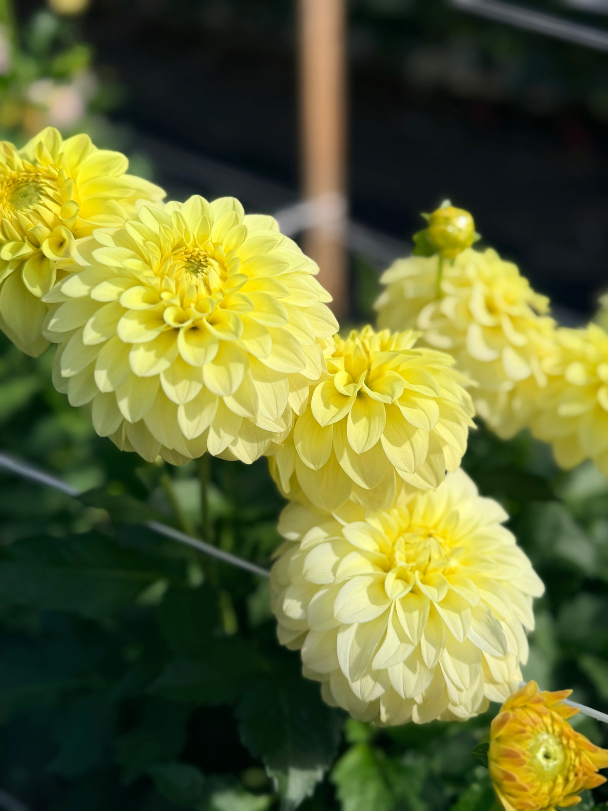 Dahlia Lee's Primrose Darline