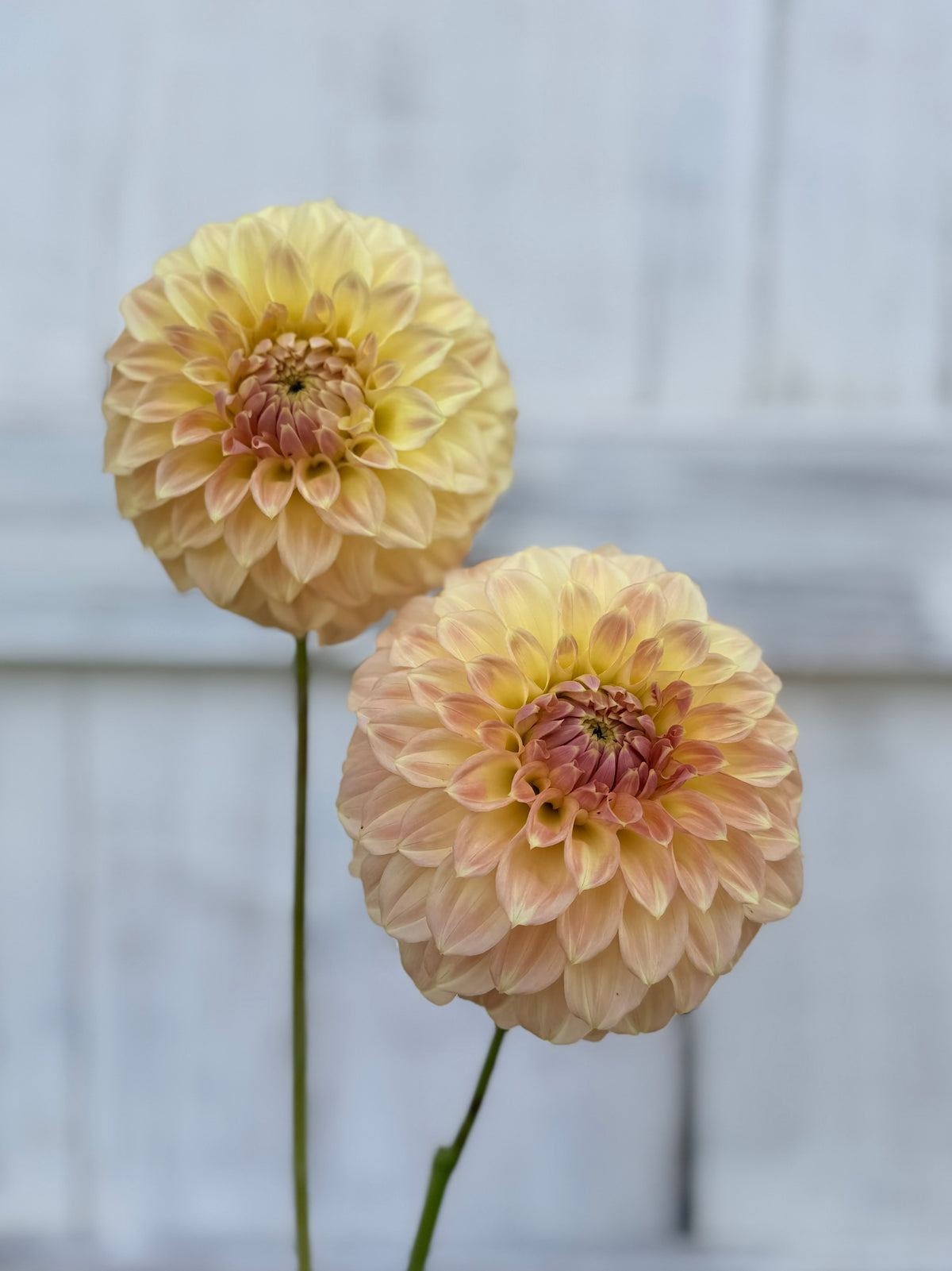 Dahlia Devon Eugene