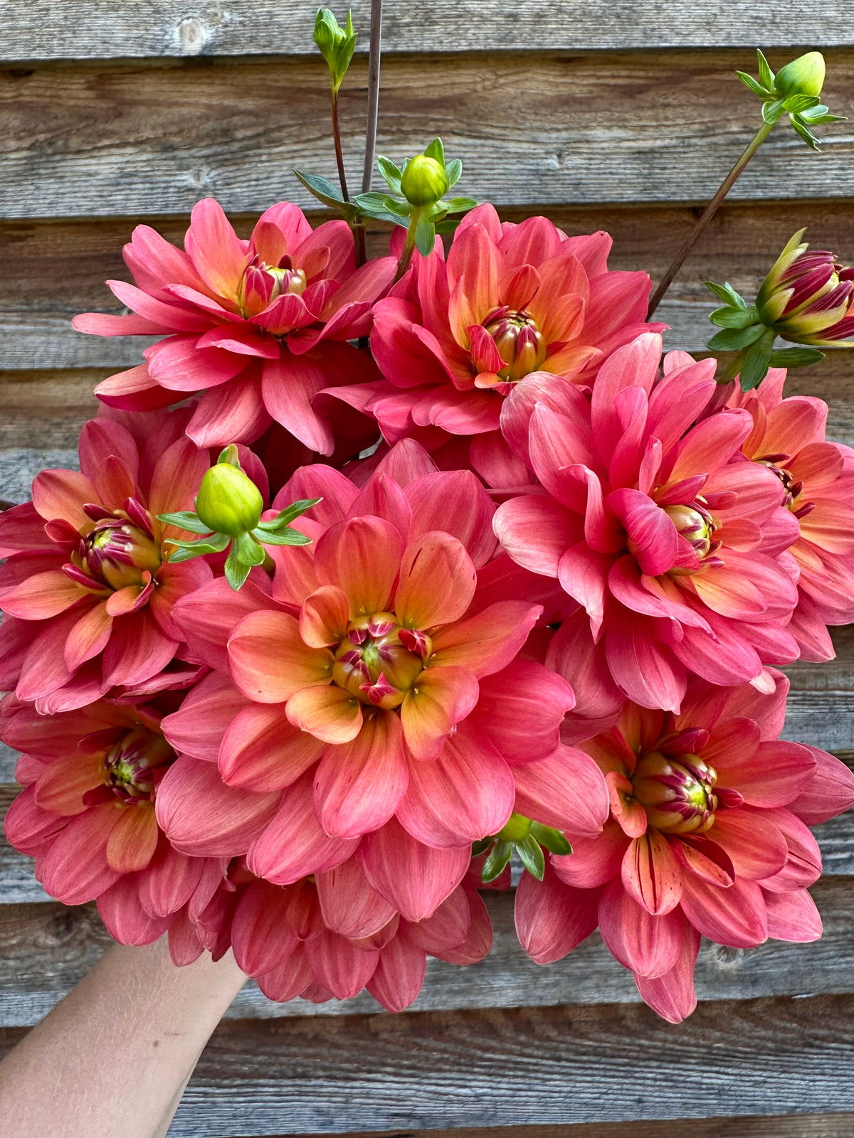 Dahlia Lora Ashley