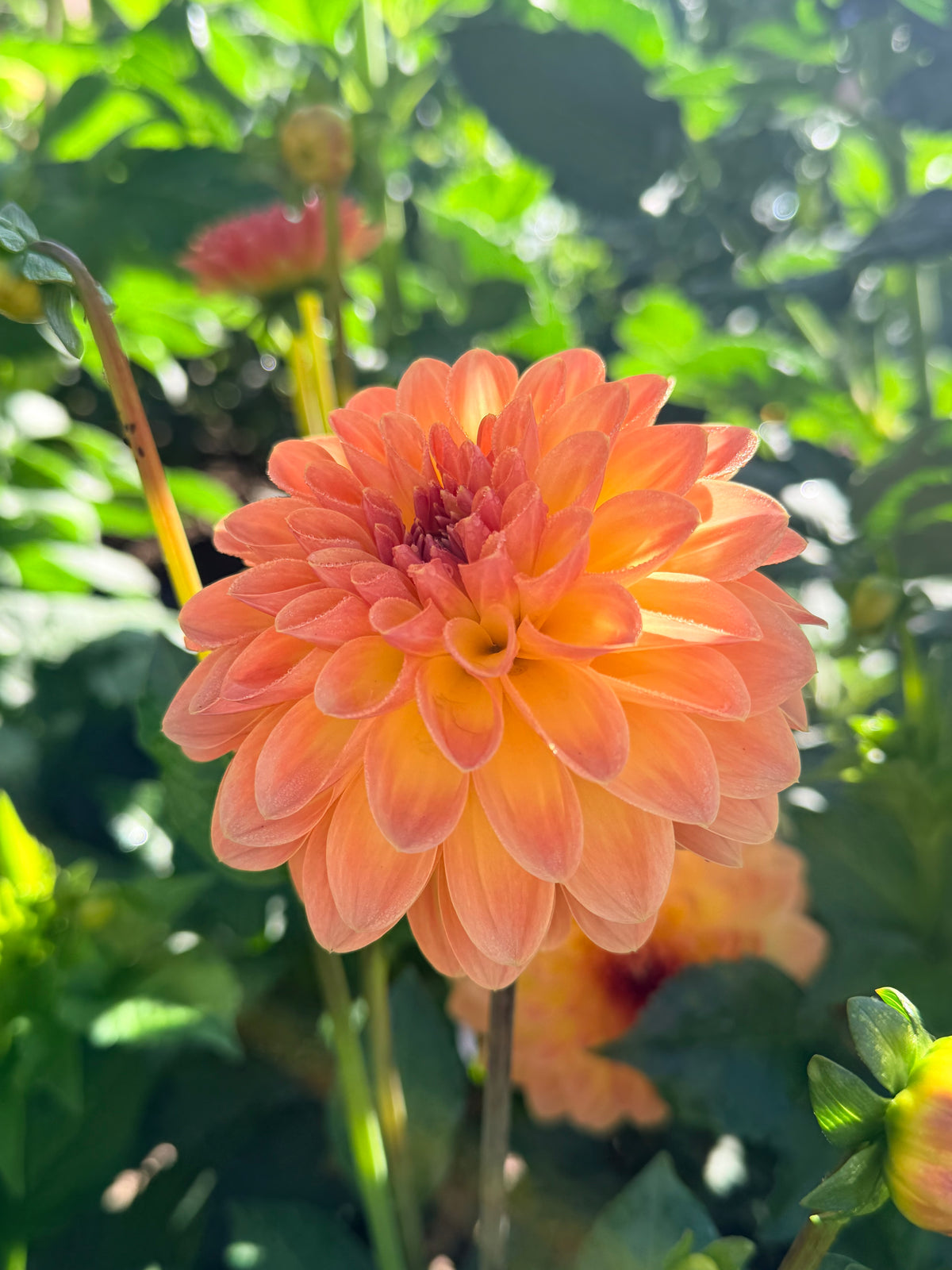 Dahlia Orange Breeze