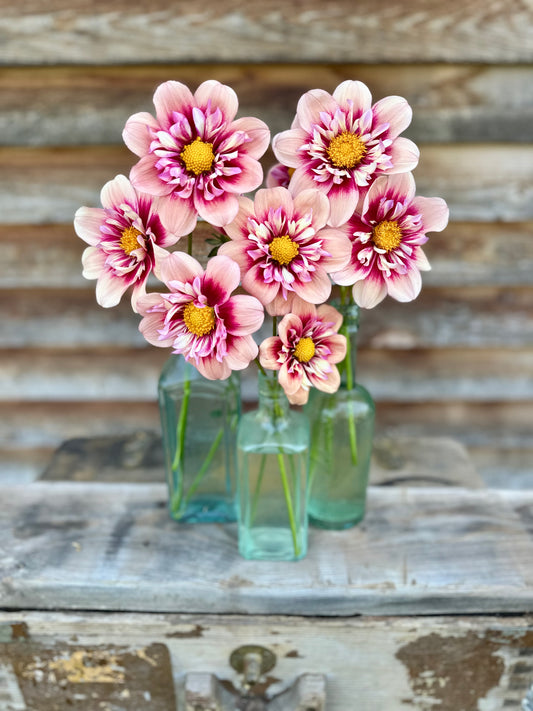 Dahlia Rhubarb and Custard