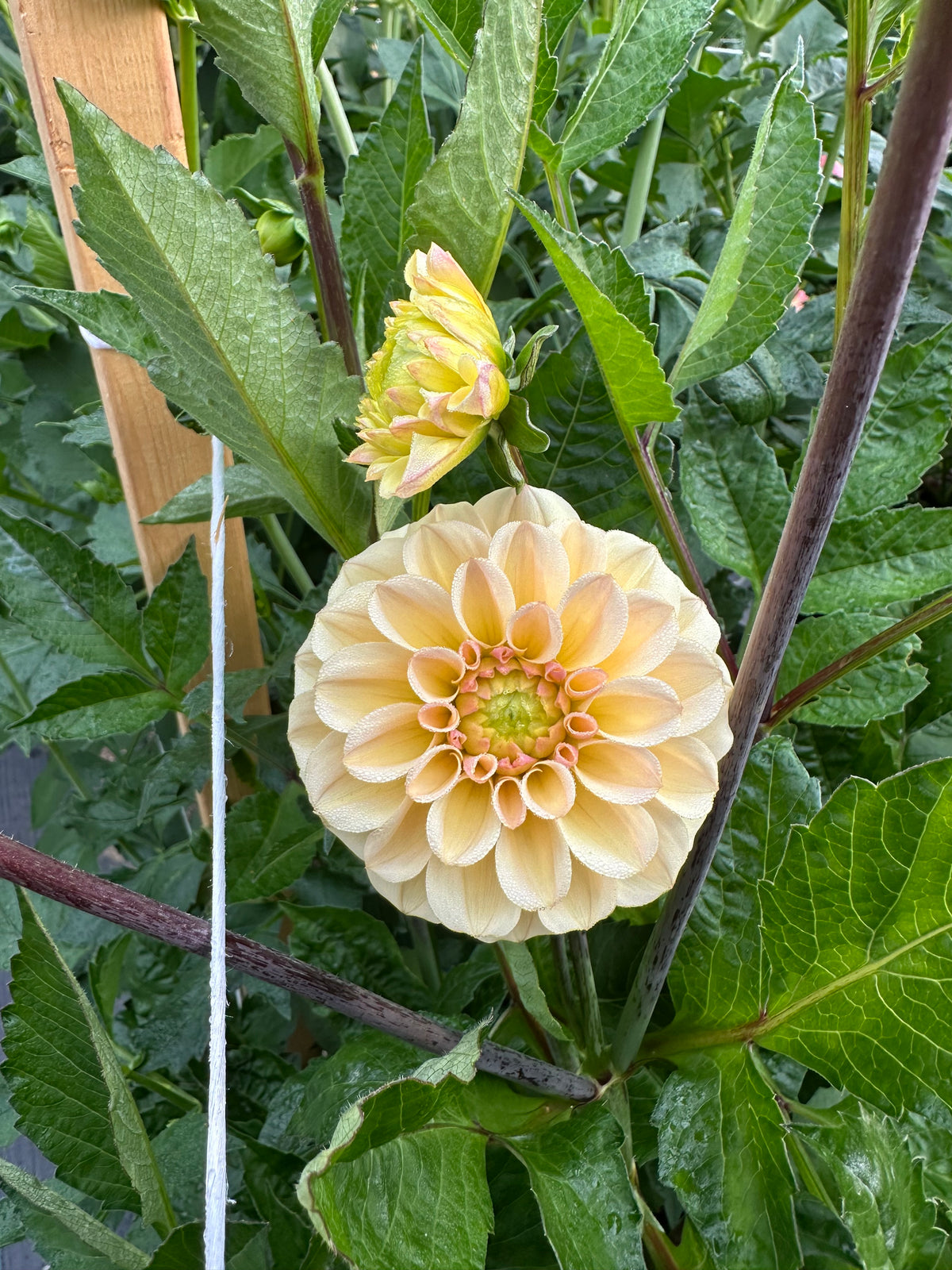 Dahlia Gosia Pastello *CUTTING ONLY*