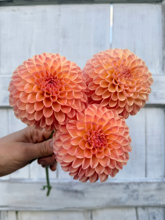 Dahlia Hapet Salmon