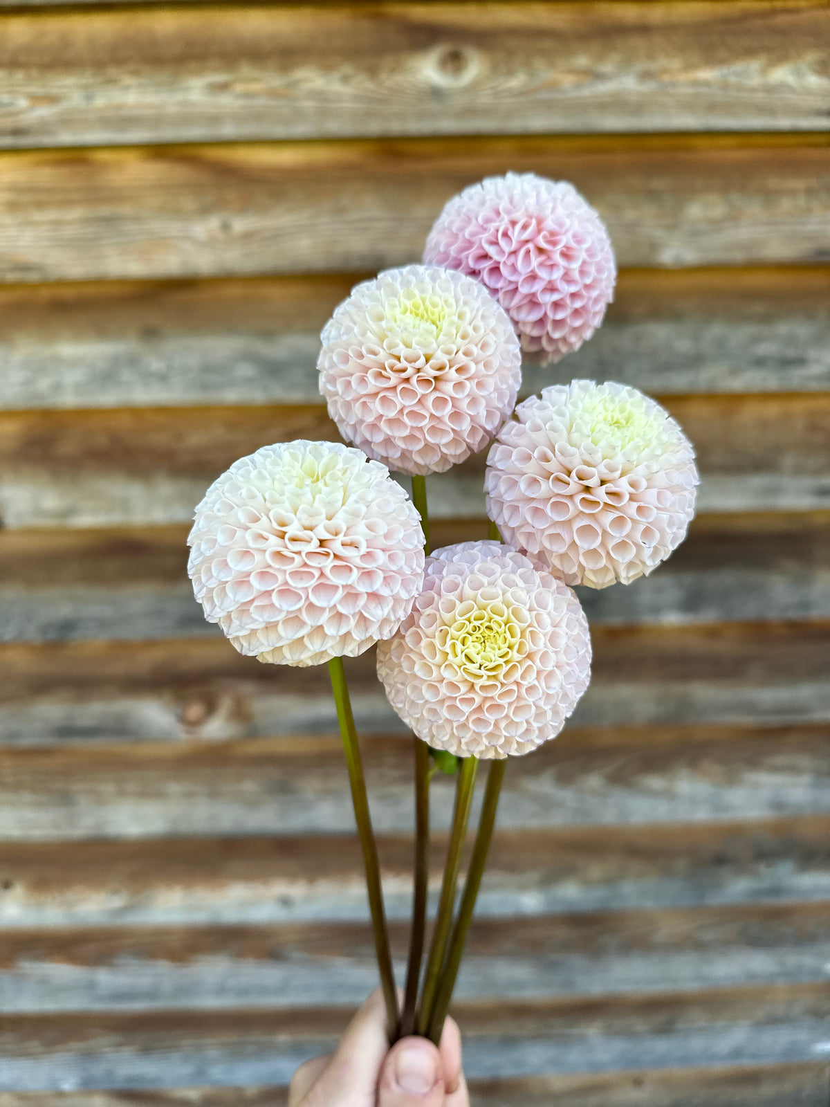Dahlia Irish D Porter