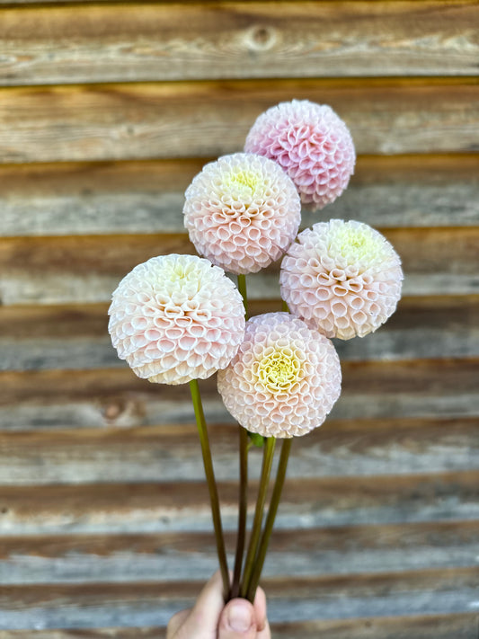Dahlia Irish D Porter