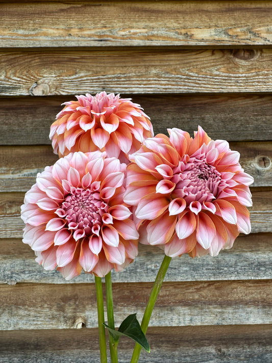 Dahlia Peaches N' Cream