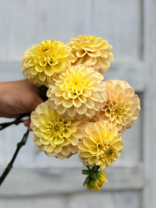 Dahlia Gosia Pastello