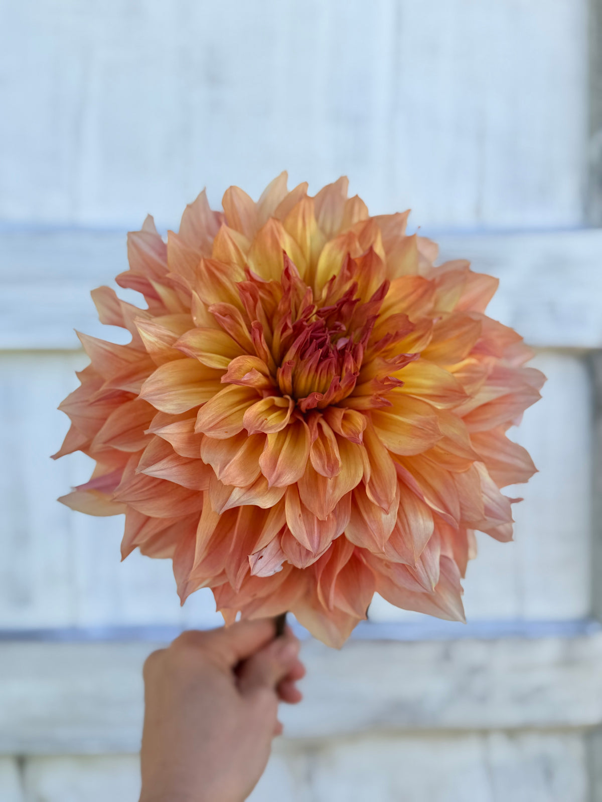 Dahlia Papageno