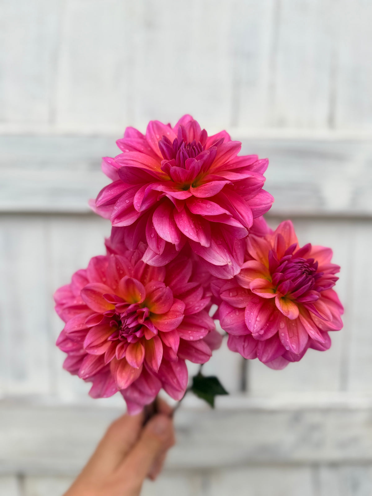 Dahlia Bracken Acquarius