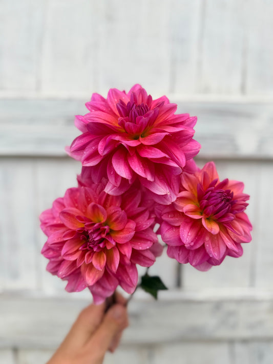 Dahlia Bracken Acquarius