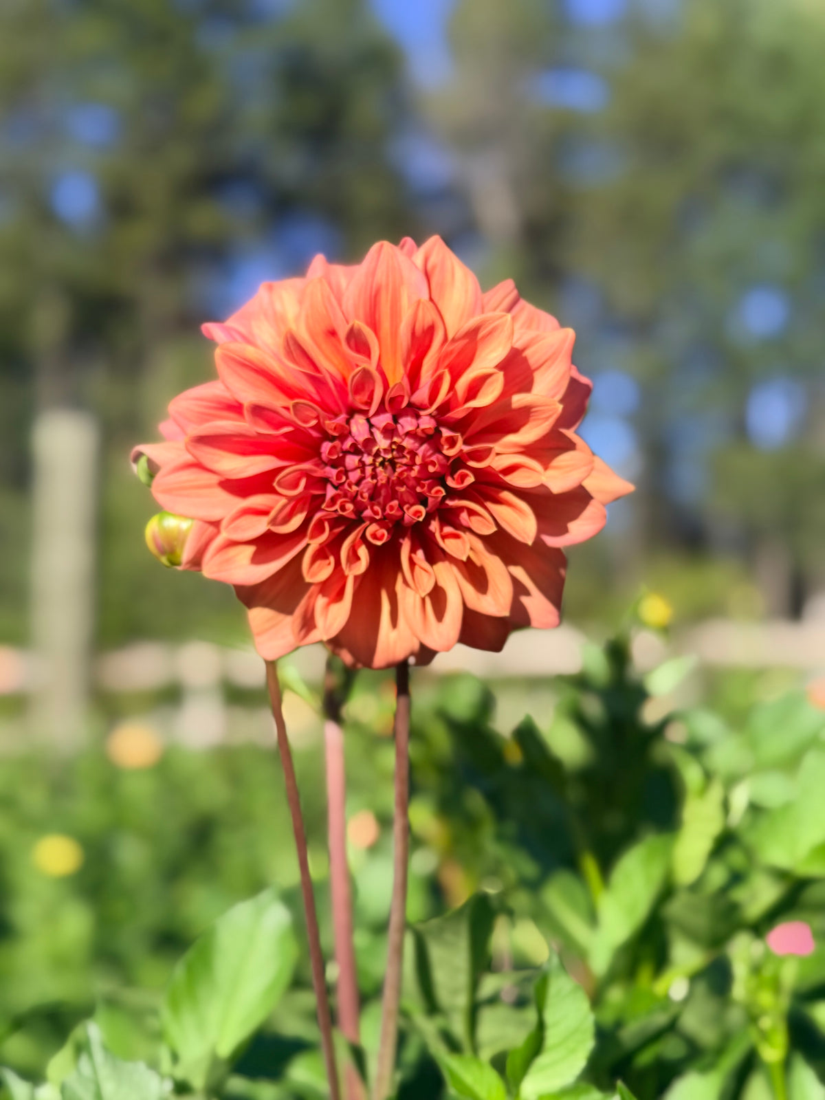 Dahlia Lileah Caramel Rose