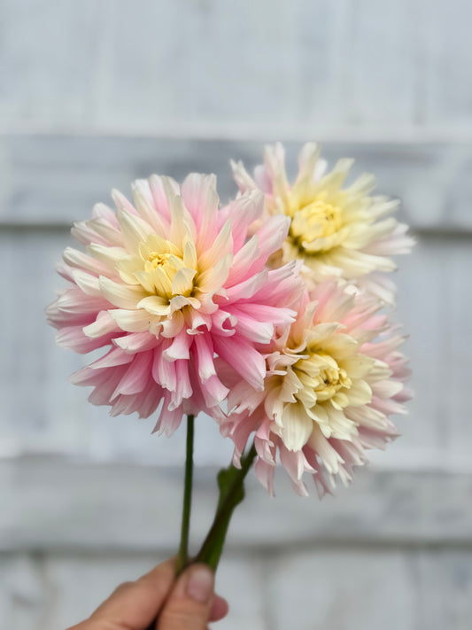 Dahlia Chilson's Pride