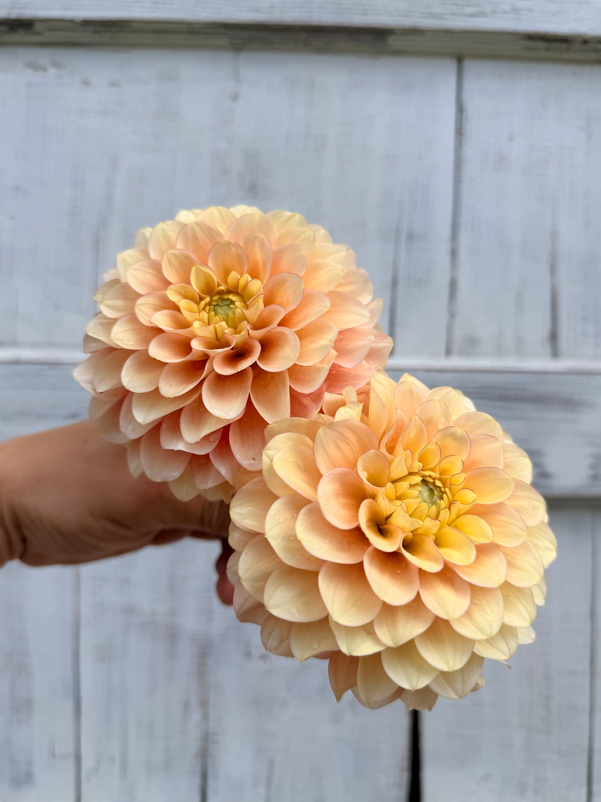 Dahlia Burfoot Eva