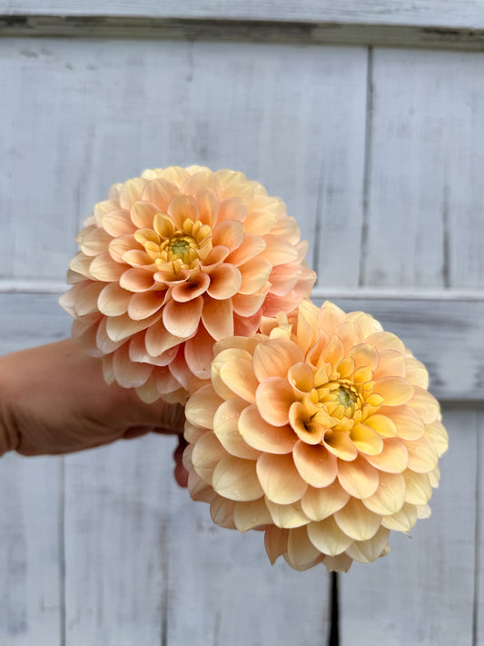Dahlia Burfoot Eva