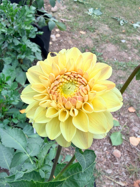 Dahlia Skeena Hope