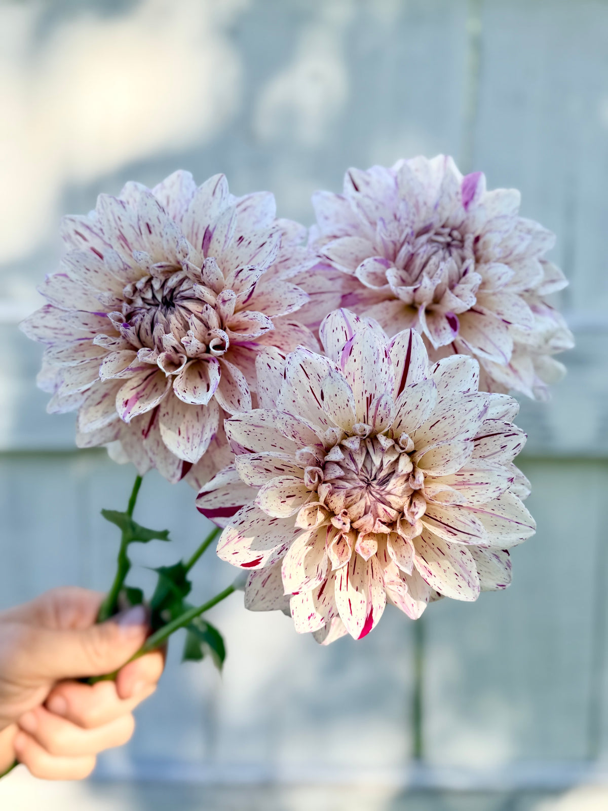 Dahlia Ash Blackberry Twist