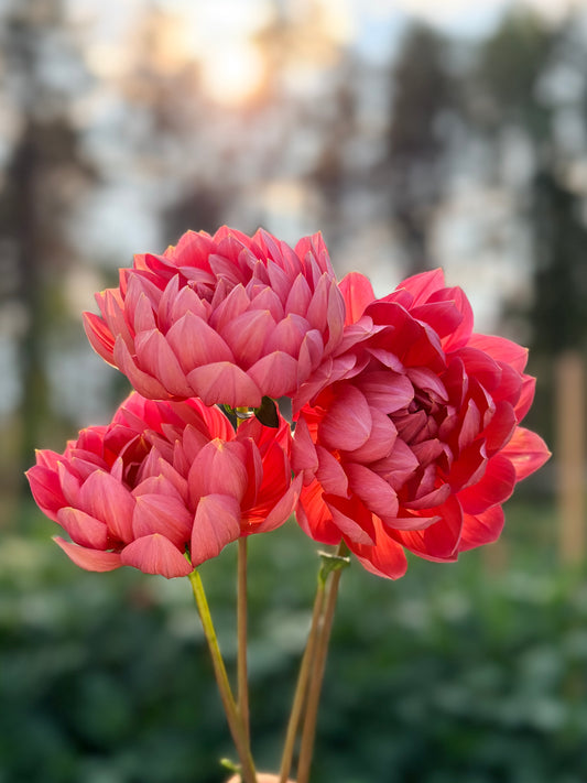 Dahlia Hollyhill Daydream
