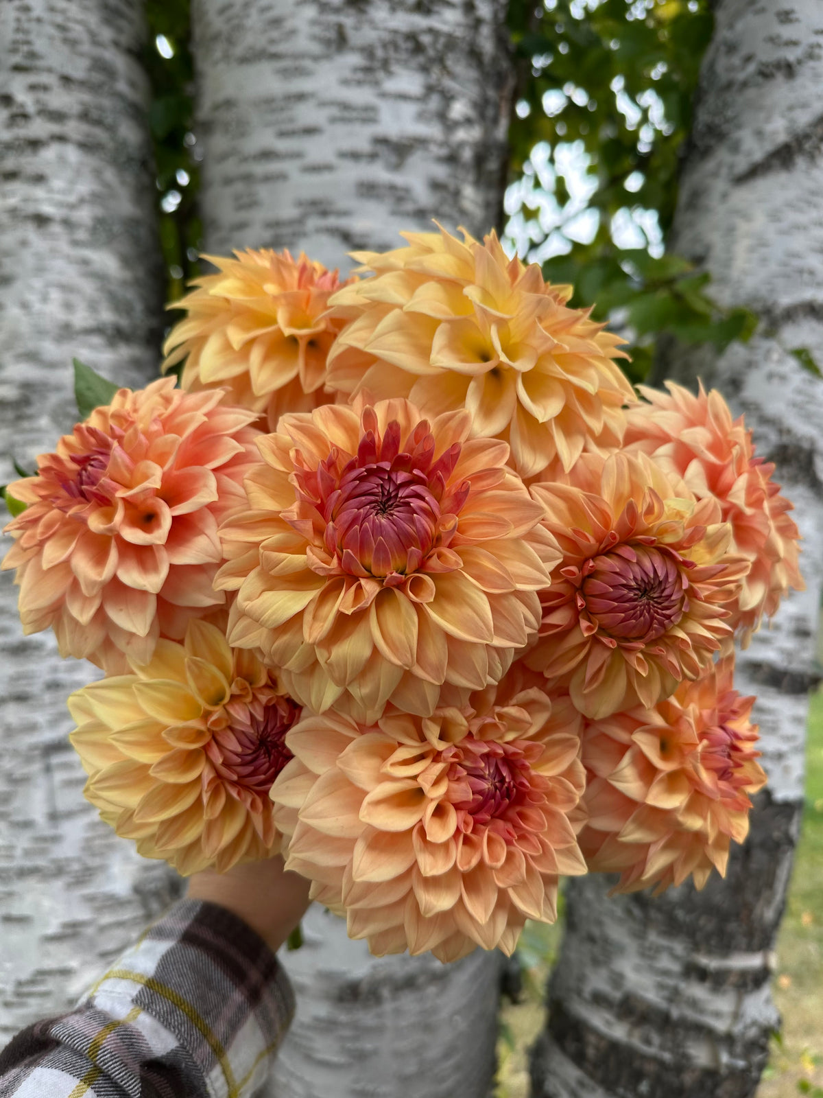 Dahlia Bloomquist Alan