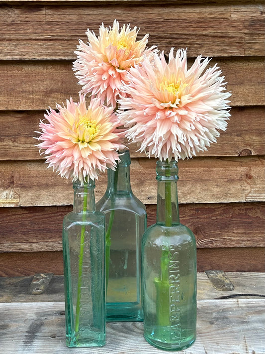 Dahlia Hapet Champagne *CUTTING ONLY*