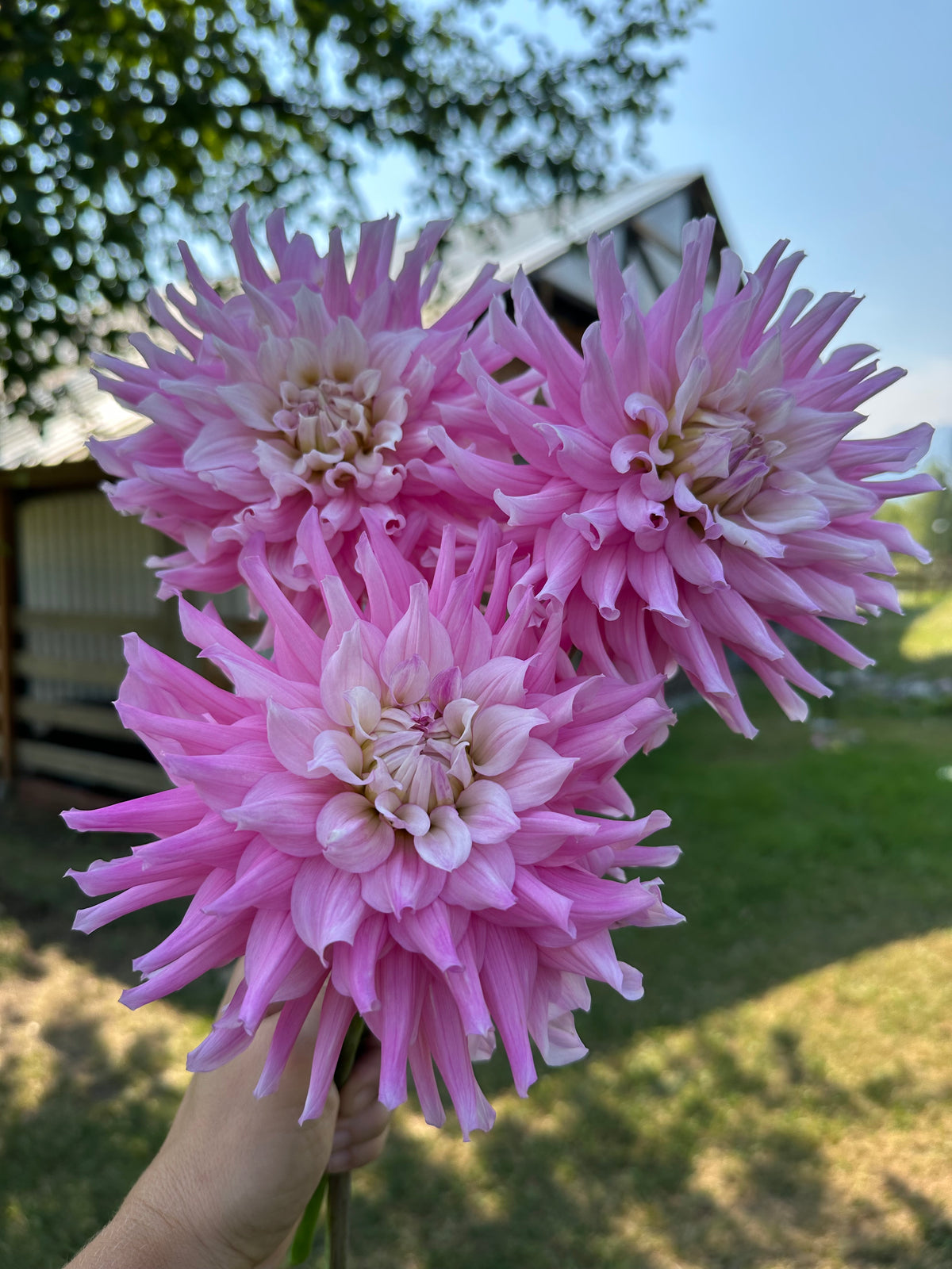 Dahlia Ferncliff Passion