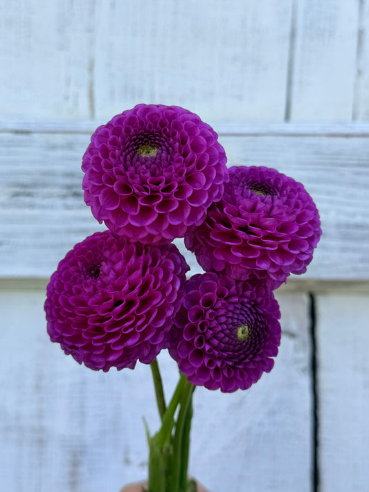 Dahlia Florelie Harmony