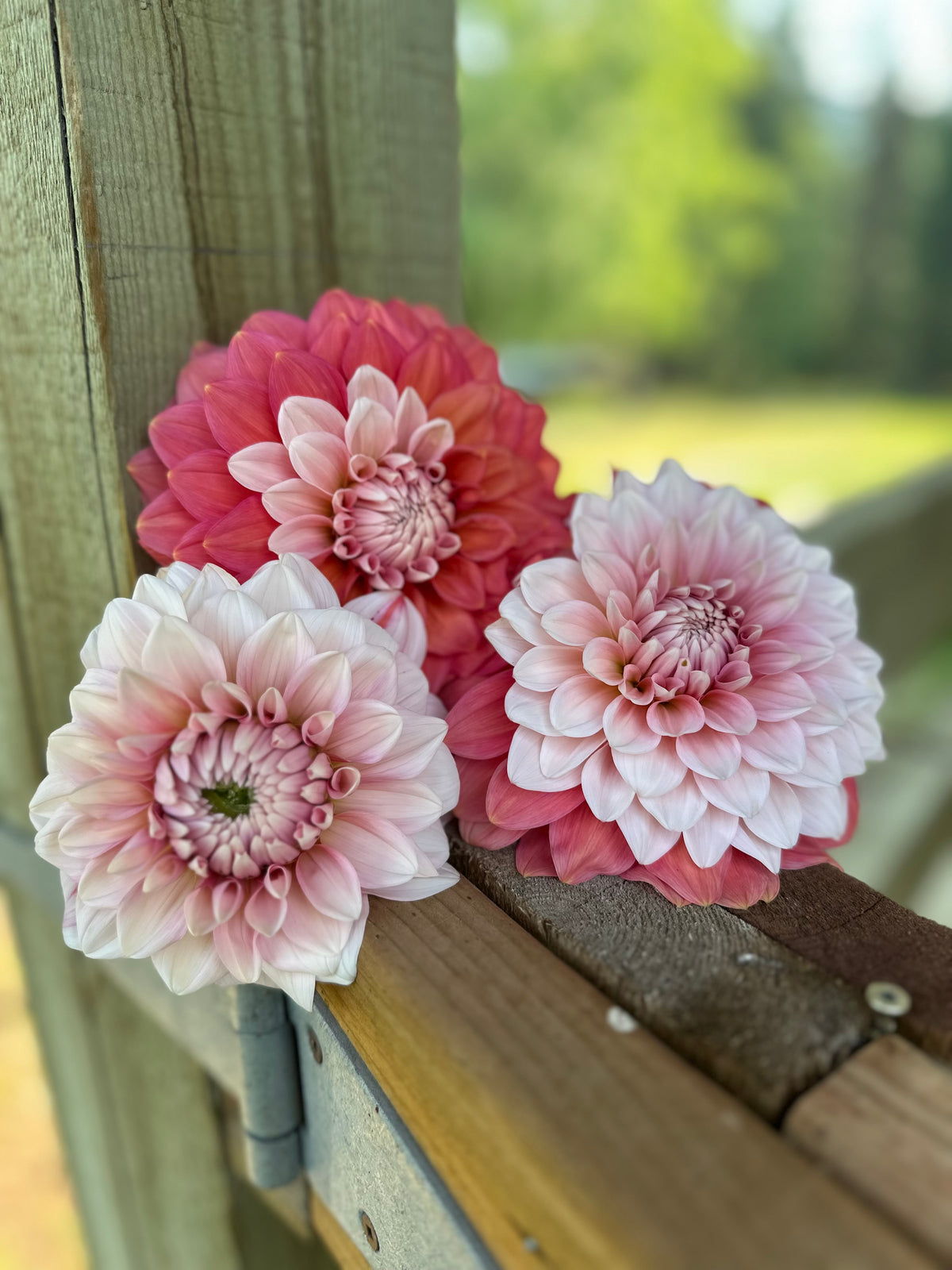 Dahlia Apple Blossom (Double)