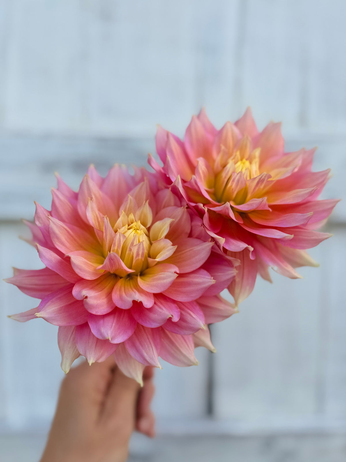 Dahlia Fairytale