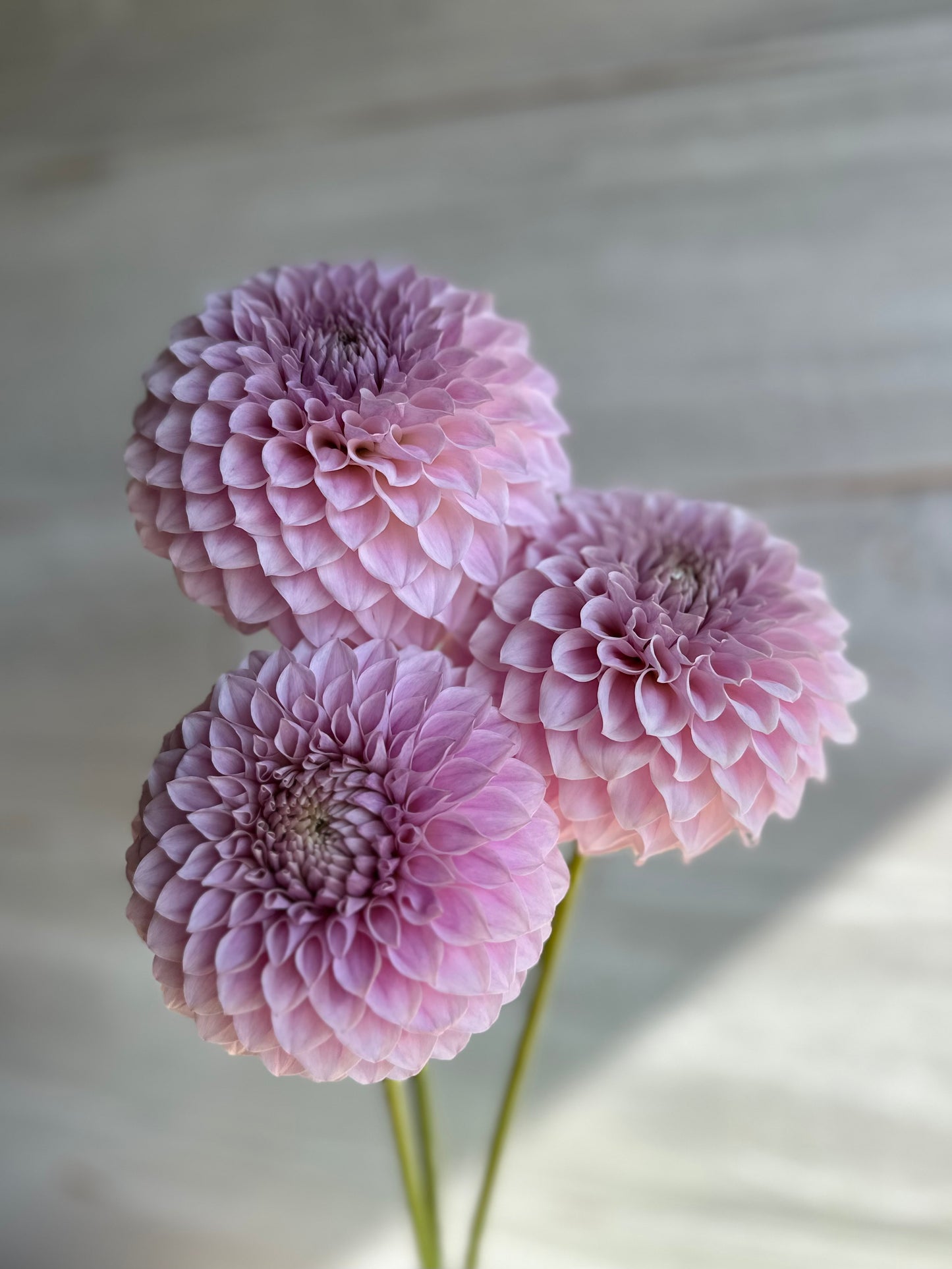 Dahlia Glenmarc Divine *CUTTING ONLY*