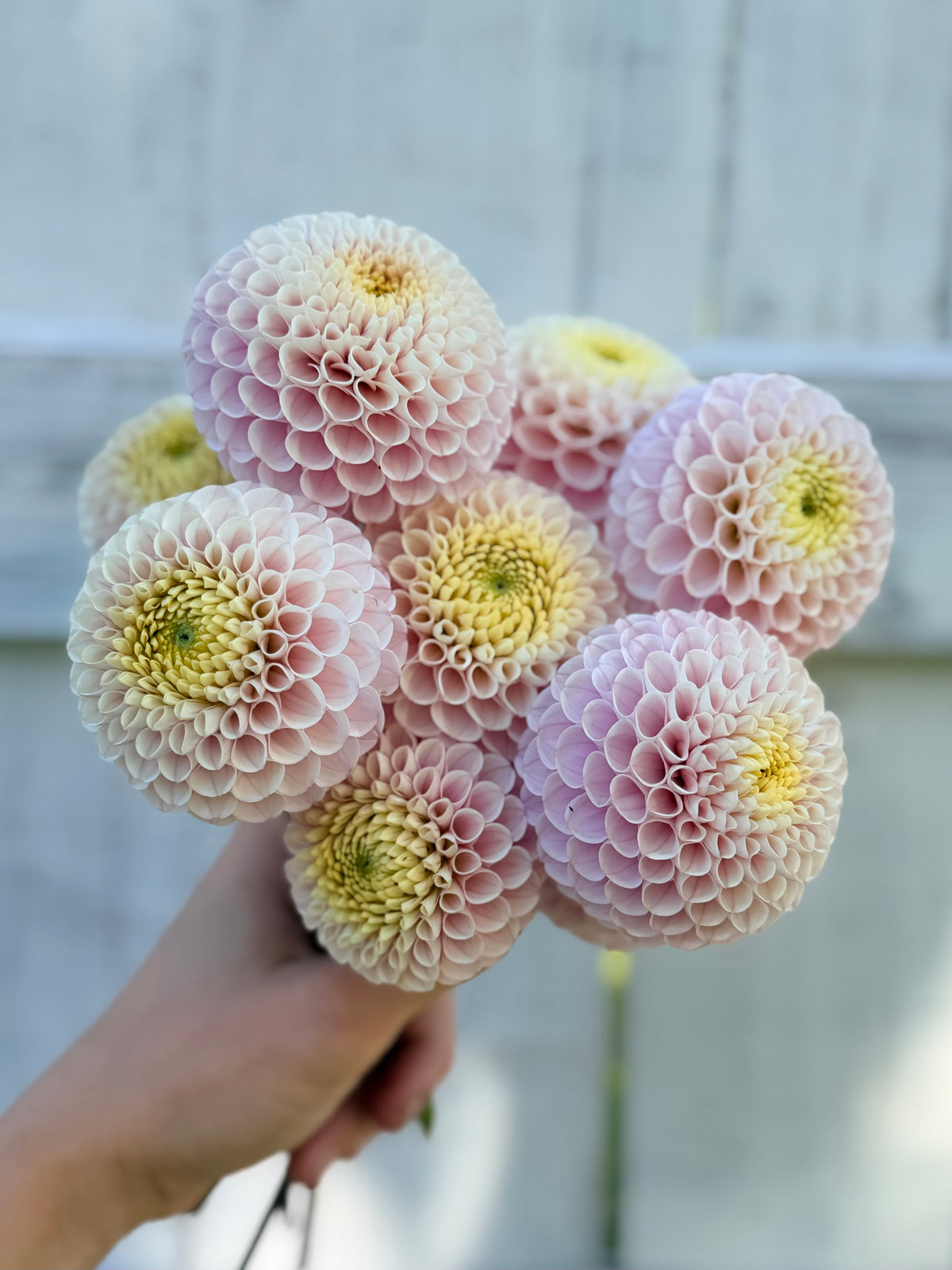 Dahlia 20th Ave Delicada