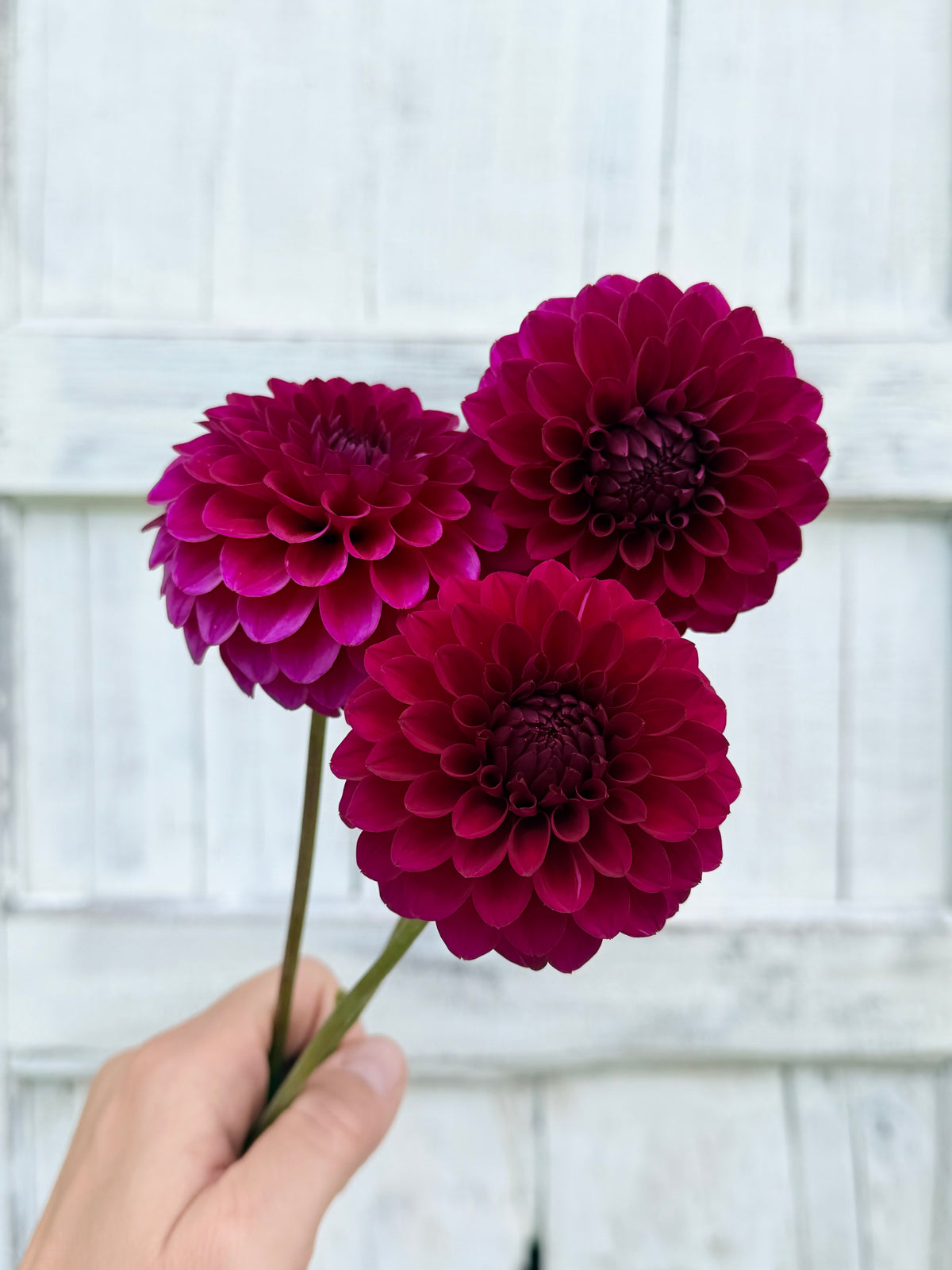 Dahlia Skeena Gem
