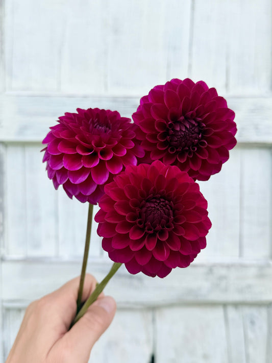 Dahlia Skeena Gem
