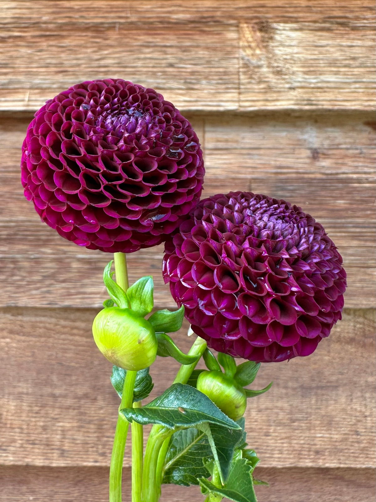 Dahlia Moor Place