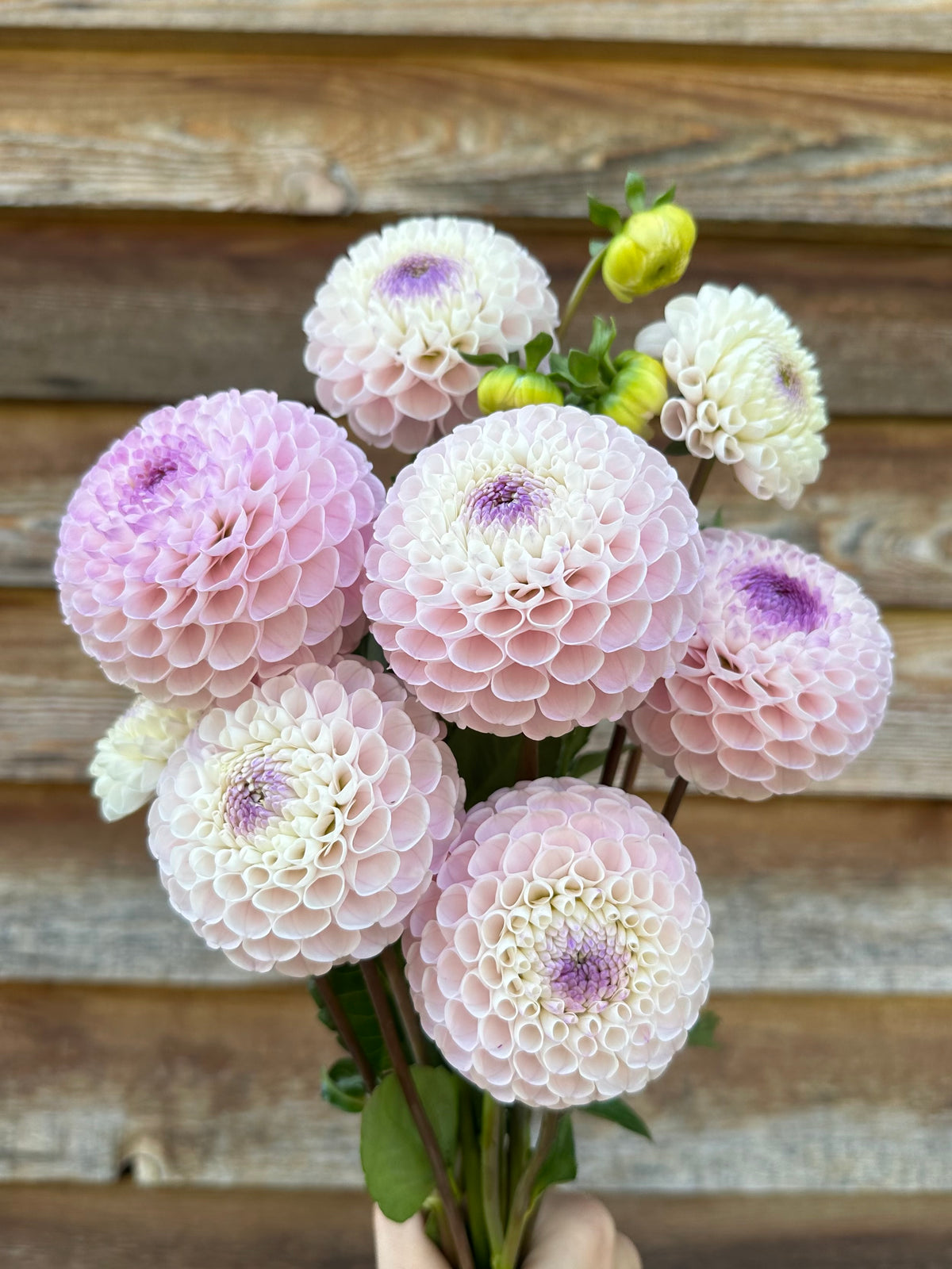 Dahlia Irish Candy
