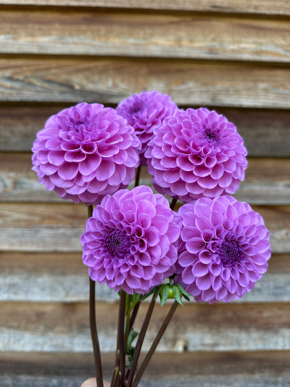 Dahlia Robann Regal