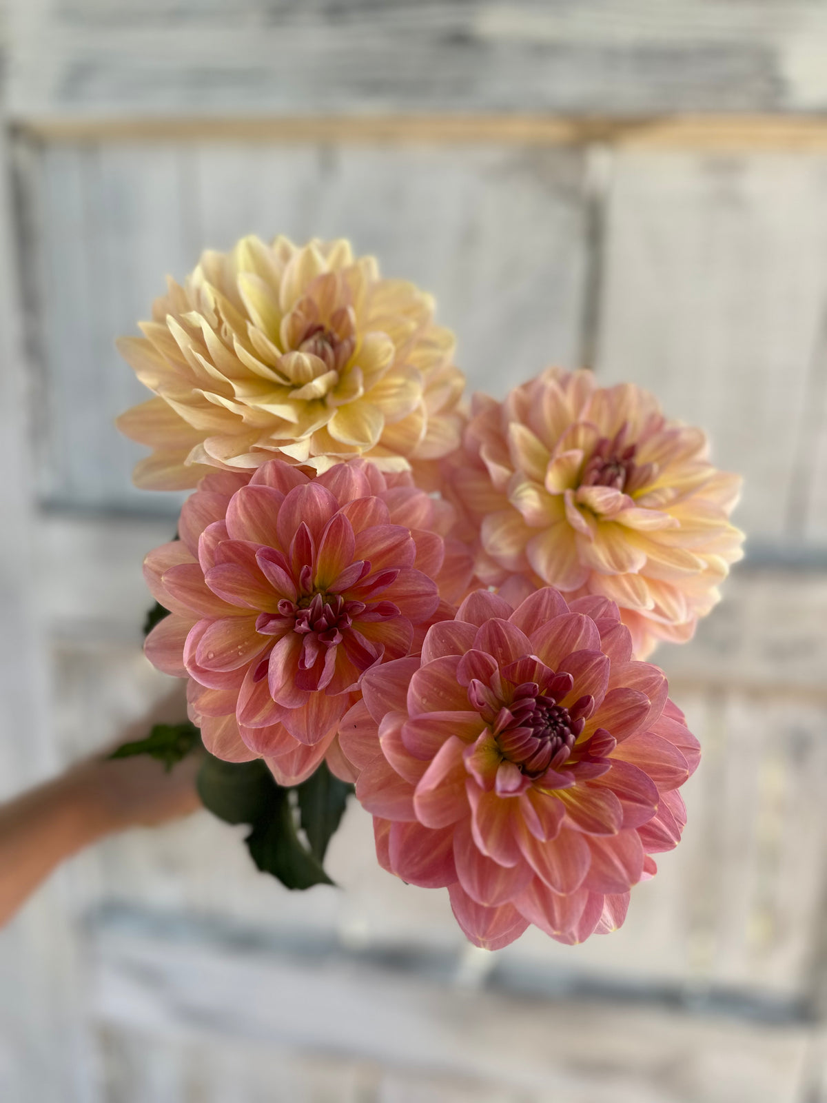 Dahlia Hapet Old Charm