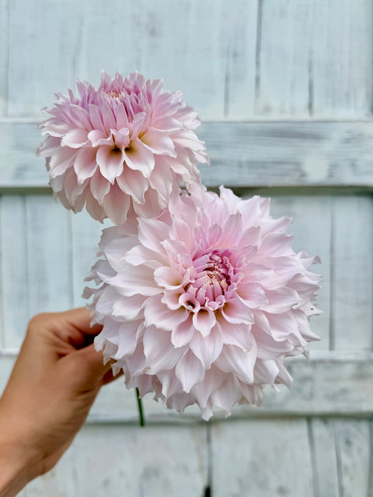 Dahlia Vista Linda